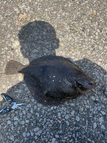 カレイの釣果