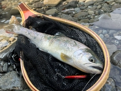 アマゴの釣果