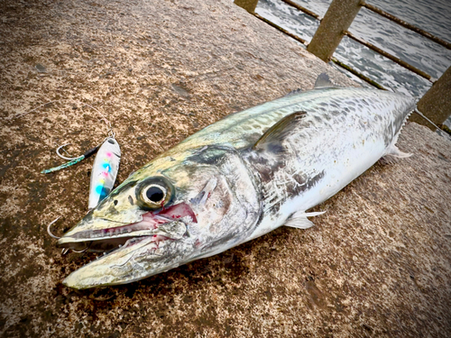 サゴシの釣果