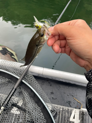 ブラックバスの釣果