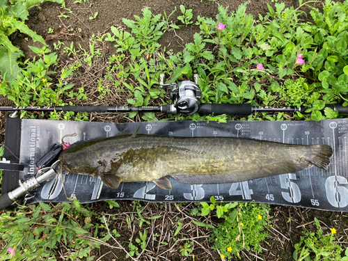 ナマズの釣果