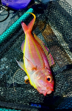 イトヨリダイの釣果