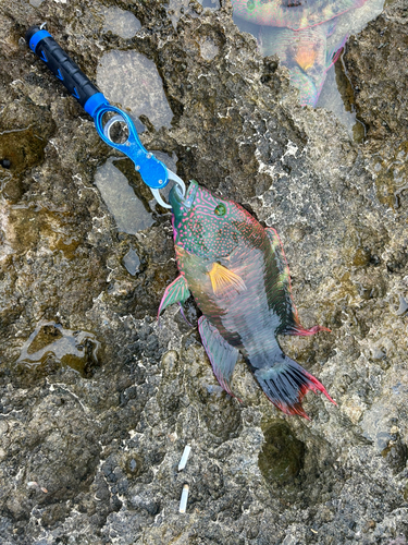 ヒロサーの釣果