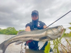 スズキの釣果