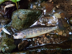 イワナの釣果