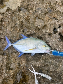 カスミアジの釣果