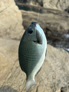 メジナの釣果