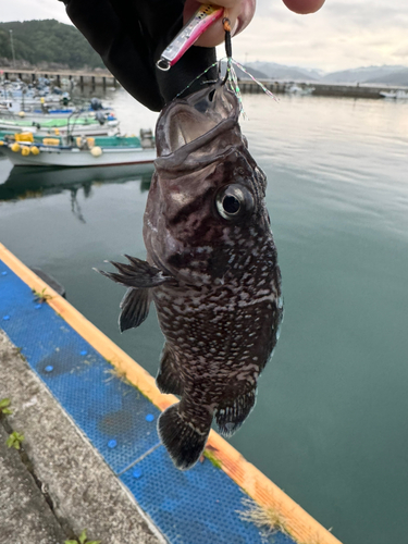 マゾイの釣果