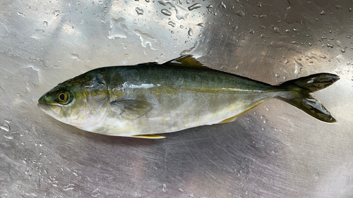 ショゴの釣果