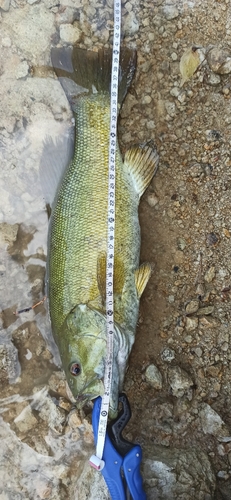 スモールマウスバスの釣果