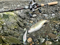 アメマスの釣果