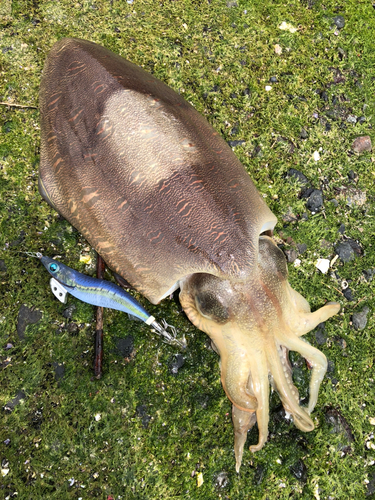 モンゴウイカの釣果