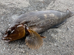 アイナメの釣果