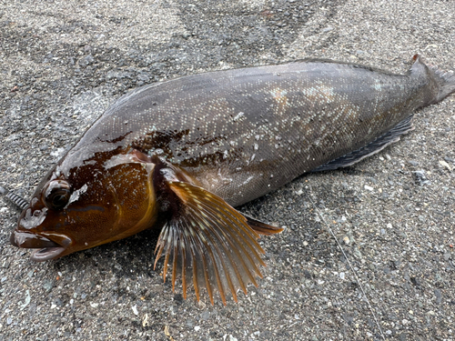 アイナメの釣果