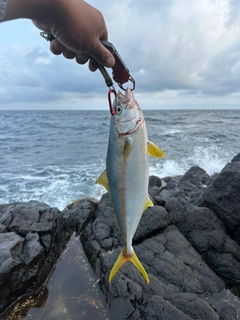 ヒラマサの釣果