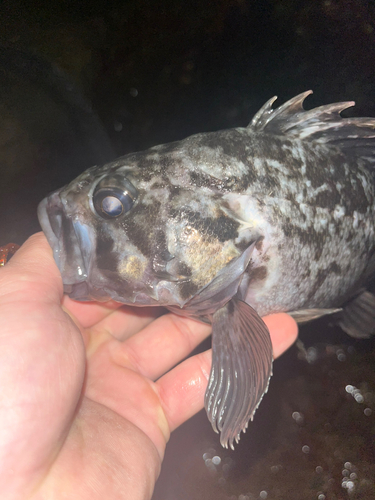 クロソイの釣果