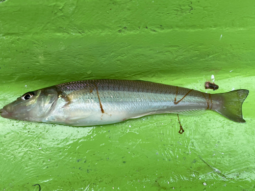 シロギスの釣果