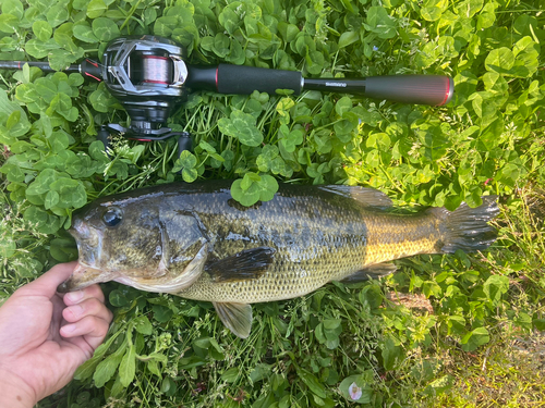 ブラックバスの釣果