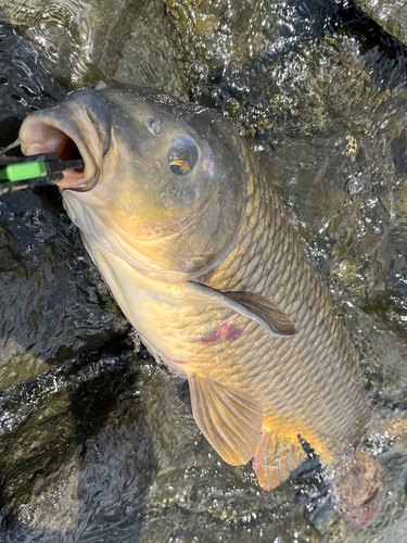 コイの釣果