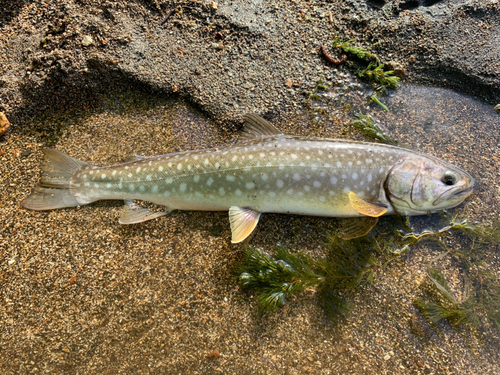 アメマスの釣果