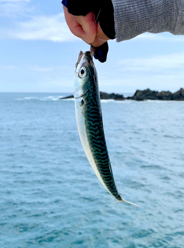 サバの釣果