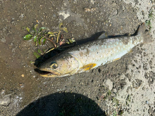 アメマスの釣果