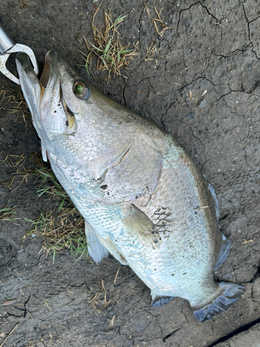 バラマンディの釣果