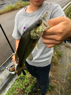 ラージマウスバスの釣果