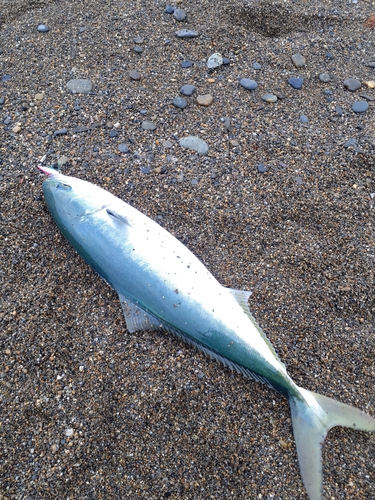 ワラサの釣果