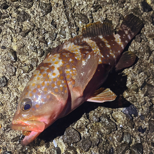 アコウの釣果