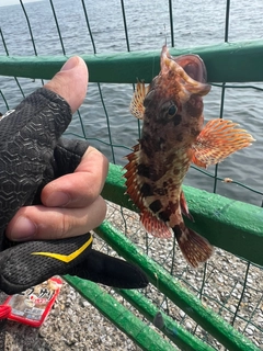 サバの釣果