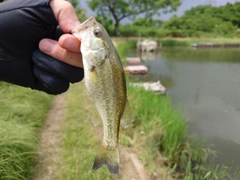 ブラックバスの釣果