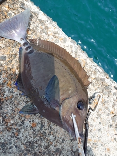 サンノジの釣果