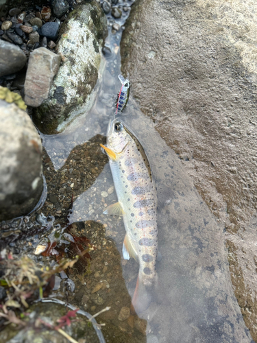 高知県東部