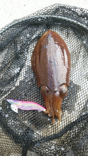 コウイカの釣果