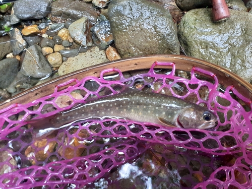 イワナの釣果