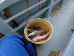 イナダの釣果