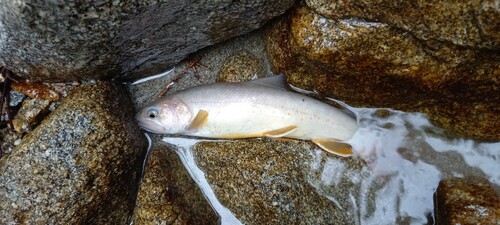 イワナの釣果