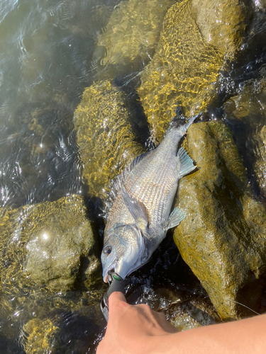 釣果