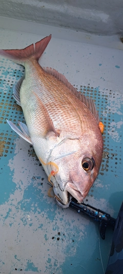 タイの釣果