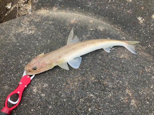 エソの釣果