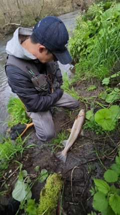 アメマスの釣果