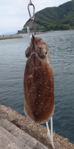 モンゴウイカの釣果