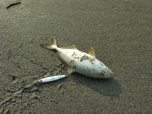 ショゴの釣果