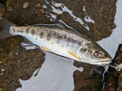 ヤマメの釣果