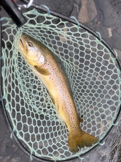 ブラウントラウトの釣果