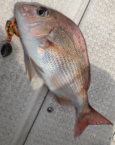 マダイの釣果