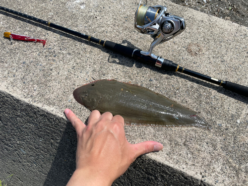 シタビラメの釣果