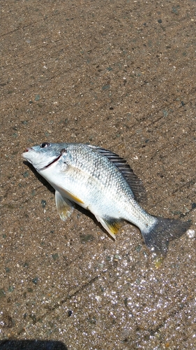 キビレの釣果