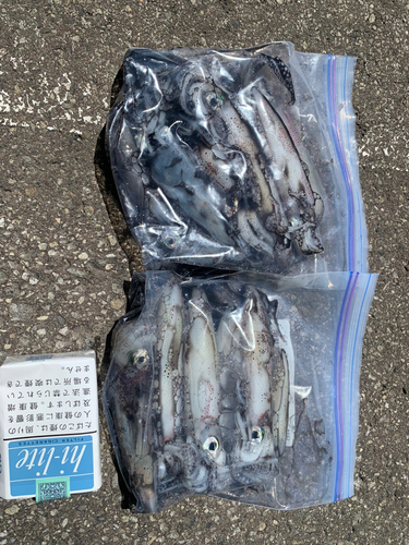 ヒイカの釣果